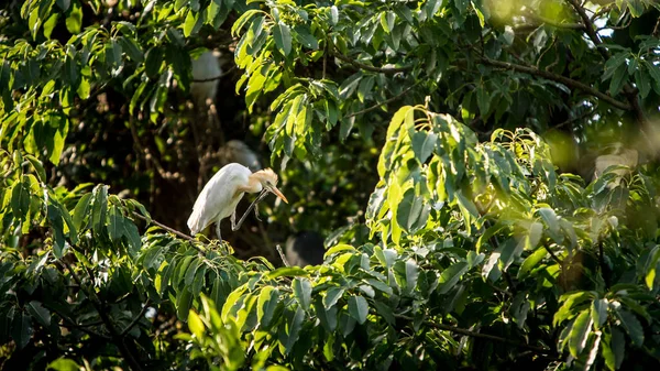 Akbalıkçıl Kozmopolit Balıkçıldır Sarı Tüylü Bubulcus Ibis Üreme Mevsiminin Göstergesidir — Stok fotoğraf