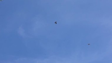 İspanya 'da bulutlar olmadan mavi gökyüzünün arka planında uçan vahşi kahverengi kartalın yavaş hareketi. İspanyol kartalı tarlalarda ve çayırlarda yiyecek aramak için uçuyor. Gökyüzünde daireler çizen yırtıcı sinekler.