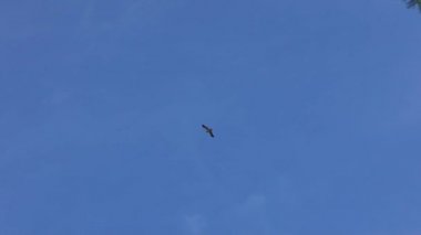 İspanya 'da bulutlar olmadan mavi gökyüzünün arka planında uçan vahşi kahverengi kartalın yavaş hareketi. İspanyol kartalı tarlalarda ve çayırlarda yiyecek aramak için uçuyor. Gökyüzünde daireler çizen yırtıcı sinekler.