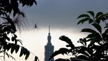 Dişi dev orman örümceği, gün batımında ünlü Taipei 101 binasıyla birlikte dağ ormanlarında yavaş hareket ediyor. Gün batımlı şehir manzaralı gökdelen. Tayvan-Dan 'deki yüksek binaların manzarası