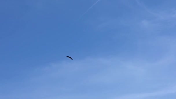 Aquila Bruna Selvatica Che Vola Sullo Sfondo Cielo Blu Senza — Video Stock