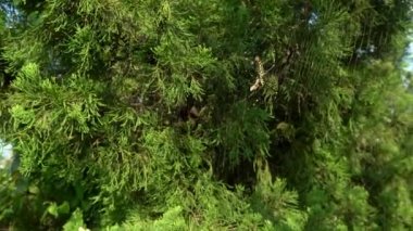 4K, dişi bir orman örümceği avıyla birlikte Taipei dağ ormanında onu yiyor. Böcek eklembacaklı örümcek ağı tarafından yakalandı. Tepeden tırnağa yaklaşık 15 cm, Tayvan-Dan