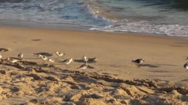 Sanderling kuşu İspanya 'da güneşli bir sonbahar günbatımında sığ sularda ve kumlu sahilde yürüyor. Calidris Alba, İspanyol sahillerinden besleniyor.