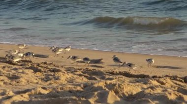 Sanderling 'in, İspanyol sahillerindeki okyanus boyunca sahilde yiyecek araması yavaş ilerliyor. Calidris Alba sahil kuşu İspanya 'nın kumlu sahillerinde dalgalar gibi besleniyor.