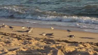 Gün batımında İspanya sahillerinde okyanus dalgalarıyla yürüyen hızlı hareket eden Sanderling kuşu yiyecek arıyor. Calidris Alba kumlu İspanya sahillerinde dalgalar gibi besleniyor.