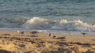 Sanderling kuşunun yavaşlaması kumlu sahil boyunca ve İspanya 'da güneşli bir sonbahar günbatımında, denizin en kenarında sığ sularda yürür. Calidris Alba, İspanyol sahillerinden besleniyor.
