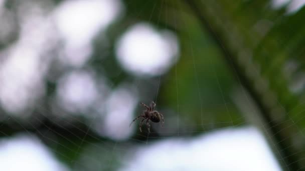 Slow Motion Araneus Diadematus Weaving Web Araña Cruzada Cerca Telaraña — Vídeo de stock