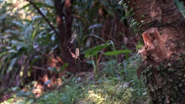 Movimiento Lento Araña Hembra Bosques Gigantes Con Presa Comerla Bosque — Vídeos de Stock