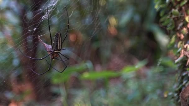 Slow Motion Female Giant Woods Spider Its Prey Eating Forest — Stock Video