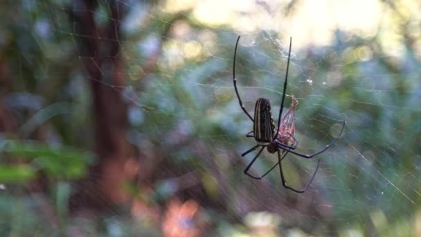 雌性巨大的森林蜘蛛带着猎物缓慢的移动 在台北的森林里吃掉了它 长着大腿的蜘蛛捕猎蟋蟀 蚱蜢被黑黄条纹蜘蛛吃掉了 — 图库视频影像