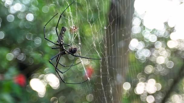 雌性巨大的森林蜘蛛带着猎物缓慢的移动 在台北的森林里吃掉了它 大腿脚黑黄条纹的蜘蛛捕杀了杀虫剂 — 图库视频影像
