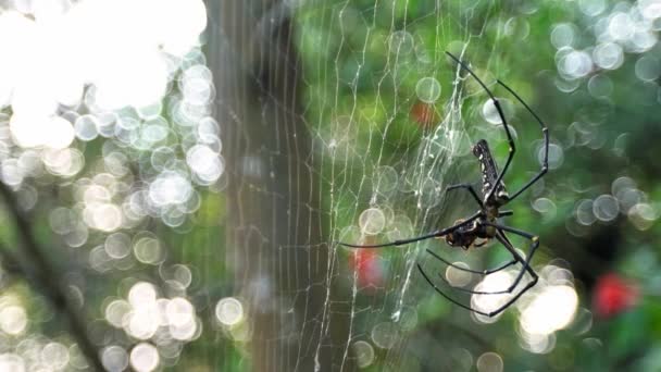 Movimento Lento Aranha Gigante Fêmea Com Sua Presa Comê Floresta — Vídeo de Stock