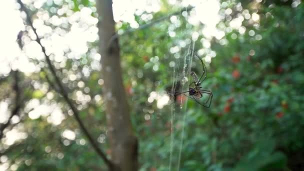 Aranha Gigante Fêmea Com Sua Presa Comendo Floresta Taipei Aranha — Vídeo de Stock