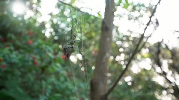 台湾丹 台北山林中的一只雌性巨型森林蜘蛛 两条腿从头到脚大约15厘米 — 图库视频影像