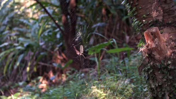 一只雌性巨大的森林蜘蛛带着它的猎物在台北的森林里吃掉了它长着大腿的蜘蛛在蜘蛛网里捕杀蟋蟀 蚱蜢被黑黄条纹蜘蛛吃掉了 — 图库视频影像