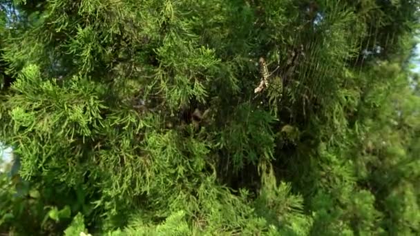 一只雌性巨大的森林蜘蛛 带着它的猎物在台北的山林里吃着它 这种昆虫被蜘蛛的网捕获了 从顶部到顶部大约15厘米 台湾丹 — 图库视频影像