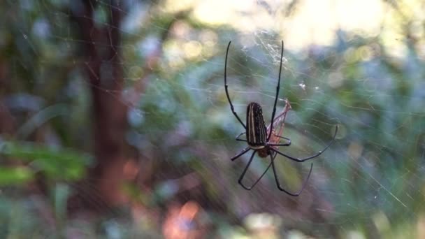 Samica Gigantycznego Leśnego Pająka Swoją Zdobyczą Jedząca Lesie Tajpej Pająk — Wideo stockowe