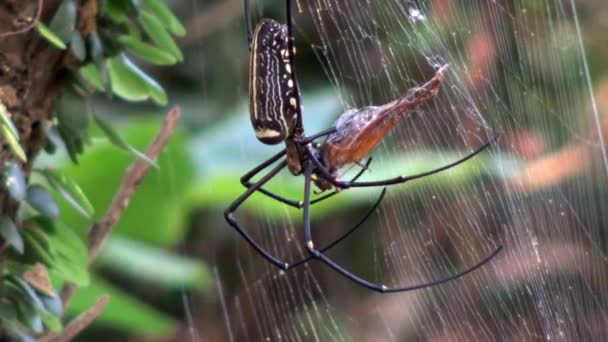 一只雌性巨大的森林蜘蛛 带着它的猎物在台北的森林里吃着它 长着大腿的蜘蛛捕猎蟋蟀 蚱蜢被黑黄条纹蜘蛛吃掉了 — 图库视频影像
