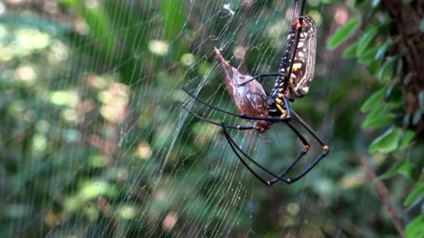 Una Araña Hembra Bosques Gigantes Con Presa Comerla Bosque Taipei — Vídeos de Stock