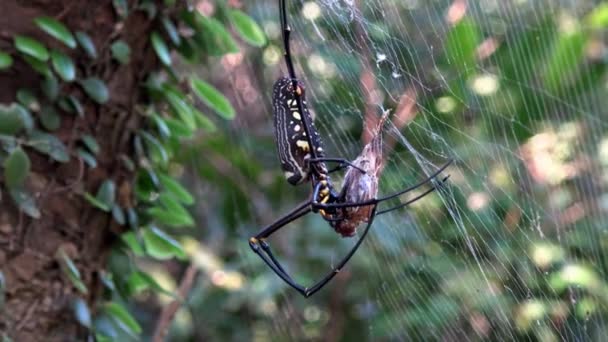 一只雌性巨大的森林蜘蛛 带着它的猎物在台北的森林里吃着它 大腿脚黑黄条纹的蜘蛛捕杀了杀虫剂 — 图库视频影像