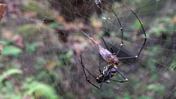 Female Giant Woods Spider Its Prey Eating Forest Taipei Spider — Stock Video
