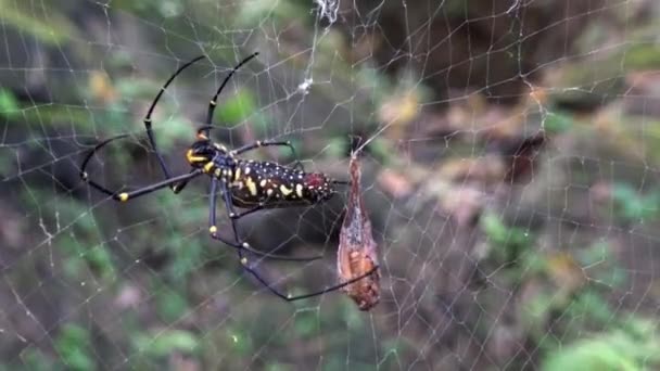 その獲物と女性の巨大な森のクモは 台北の森の中でそれを食べています 大きな足の黒と黄色の縞模様の殺人でクモが昆虫をキャッチしました — ストック動画