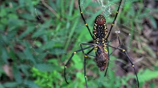 Uma Aranha Gigante Fêmea Floresta Com Sua Presa Comê Floresta — Vídeo de Stock