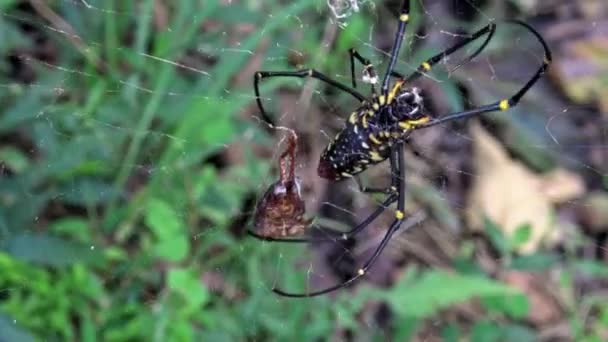 Una Araña Hembra Bosques Gigantes Con Presa Comerla Bosque Taipei — Vídeos de Stock