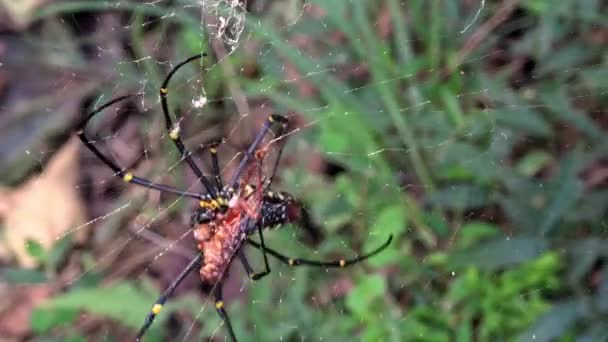 Een Vrouwelijke Reusachtige Bos Spin Met Zijn Prooi Eten Het — Stockvideo