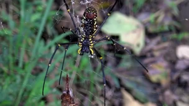 Uma Aranha Gigante Fêmea Floresta Com Sua Presa Comê Floresta — Vídeo de Stock