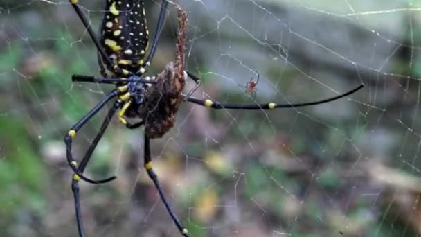 Uma Aranha Gigante Fêmea Floresta Com Sua Presa Comê Floresta — Vídeo de Stock
