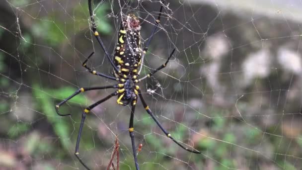 Female Giant Woods Spider Its Prey Eating Forest Taipei Spider — Stock Video