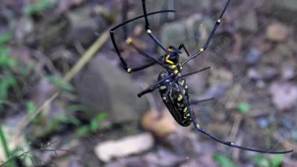 Una Araña Hembra Bosques Gigantes Con Presa Comerla Bosque Taipei — Vídeo de stock