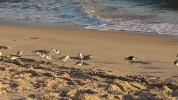 Pájaro Sanderling Camina Largo Orilla Arenosa Aguas Poco Profundas Mismo — Vídeos de Stock