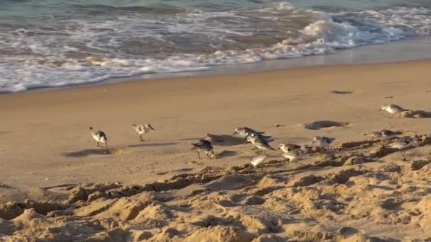 Cámara Lenta Del Pájaro Sanderling Camina Largo Orilla Arenosa Aguas — Vídeos de Stock