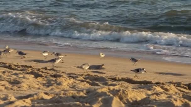 Pájaro Zancudo Sanderling Cámara Lenta Busca Comida Pájaro Playero Corriendo — Vídeos de Stock