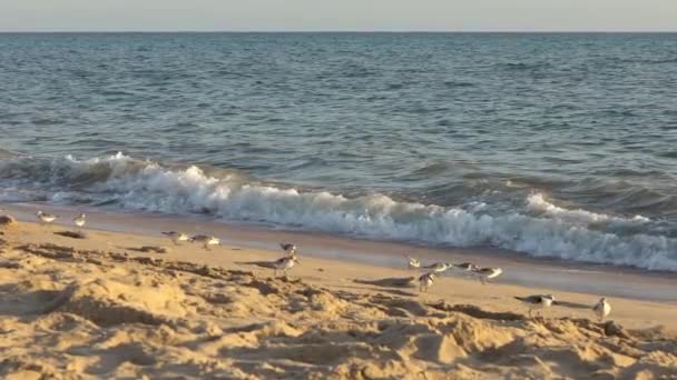 Movimiento Lento Sanderling Alimentándose Playa Largo Del Océano Costa Española — Vídeos de Stock