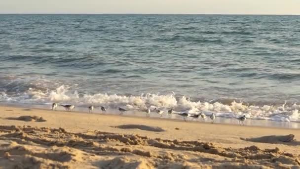 Powolny Ruch Szybkiego Ptaka Brodzącego Sanderlinga Poszukującego Pokarmowego Ptaka Biegającego — Wideo stockowe