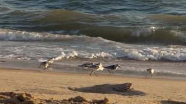 Sanderling 'in, İspanyol sahillerindeki okyanus boyunca sahilde yiyecek araması yavaş ilerliyor. Calidris Alba sahil kuşu İspanya 'nın kumlu sahillerinde dalgalar gibi besleniyor.