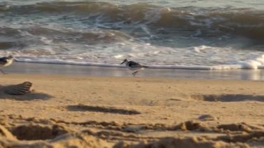 Gün batımında İspanya sahillerinde okyanus dalgalarıyla yürüyen hızlı hareket eden Sanderling kuşu yiyecek arıyor. Calidris Alba kumlu İspanya sahillerinde dalgalar gibi besleniyor.