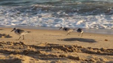Sanderling kuşunun yavaşlaması kumlu sahil boyunca ve İspanya 'da güneşli bir sonbahar günbatımında, denizin en kenarında sığ sularda yürür. Calidris Alba, İspanyol sahillerinden besleniyor.
