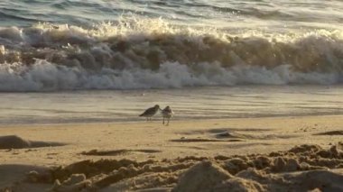 Sanderling 'in, İspanyol sahillerindeki okyanus boyunca sahilde yiyecek araması yavaş ilerliyor. Calidris Alba sahil kuşu İspanya 'nın kumlu sahillerinde dalgalar gibi besleniyor.