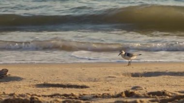 Sanderling kuşunun yavaşlaması kumlu sahil boyunca ve İspanya 'da güneşli bir sonbahar günbatımında, denizin en kenarında sığ sularda yürür. Calidris Alba, İspanyol sahillerinden besleniyor.