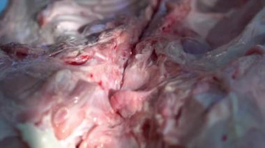 Bahçe evinde barbekü için yavaş çekimde ızgara domuz eti. Tatillerde ev yapımı domuz eti. Domuz rostosunu tükürüğünün üzerine yakın, İspanyol ızgara sıcak eti.