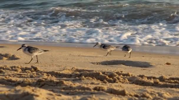 Αργή Κίνηση Του Πουλιού Sanderling Περπατά Κατά Μήκος Της Αμμώδους — Αρχείο Βίντεο
