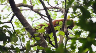 Yoğun yeşillik ve doğal ışıkla çevrili yüksek orman dallarında ilerleyen kırmızı panda yavaş hareket ediyor.