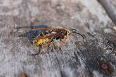 Tahtada Eşek Arısı