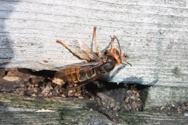 Hornet Trä Bakgrund — Stockfoto