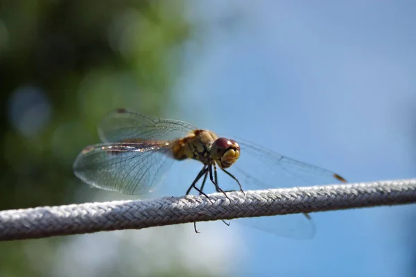 Libellule Sur Une Corde — Photo