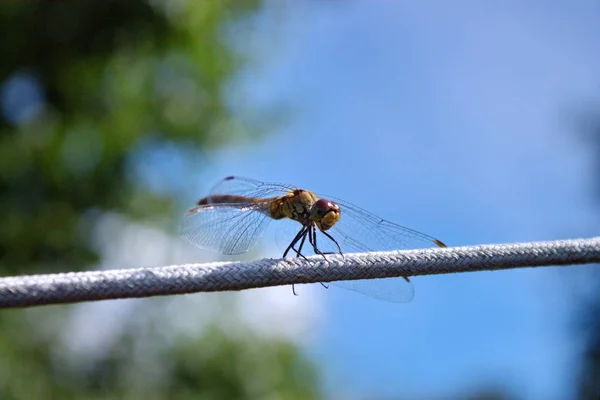Dragonfly Waslijn — Stockfoto